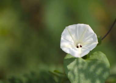Coccinia 'nın doğasında güzel beyaz çiçekler vardır..