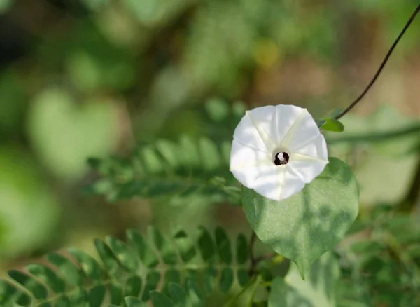 Coccinia 'nın doğasında güzel beyaz çiçekler vardır..