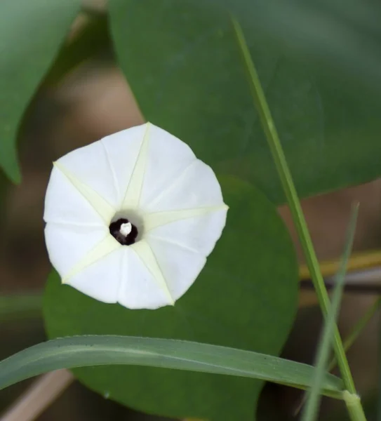 Cocciniának Gyönyörű Fehér Virágai Vannak Természetben — Stock Fotó