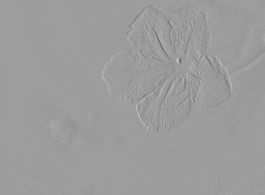 Kabartmalı çiçek derisi ve yapraklar gri tonlarda