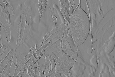 Kabartmalı mango meyvesi arka planda gri tonda.