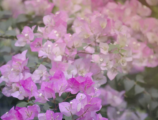 Close Shot Group Pink Flower Soft Tone — ストック写真