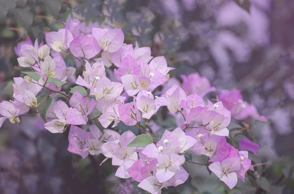 Close Shot Group Pink Flower Soft Tone — ストック写真