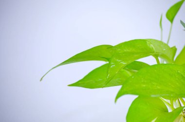 Altın çerezler. Beyaz arka planda Epipremnum aureum oturma odasında ve bahçede.