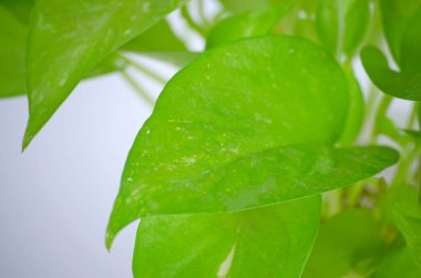 Altın çerezler. Beyaz arka planda Epipremnum aureum oturma odasında ve bahçede.