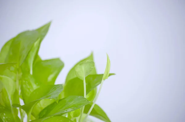 Altın çerezler. Beyaz arka planda Epipremnum aureum oturma odasında ve bahçede.