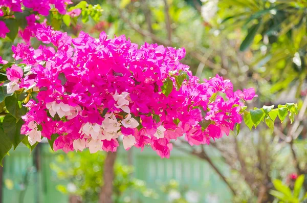 Grande Grupo Flores Bougainvillea Rosa Branco Cresce Verão Durante Dia — Fotografia de Stock
