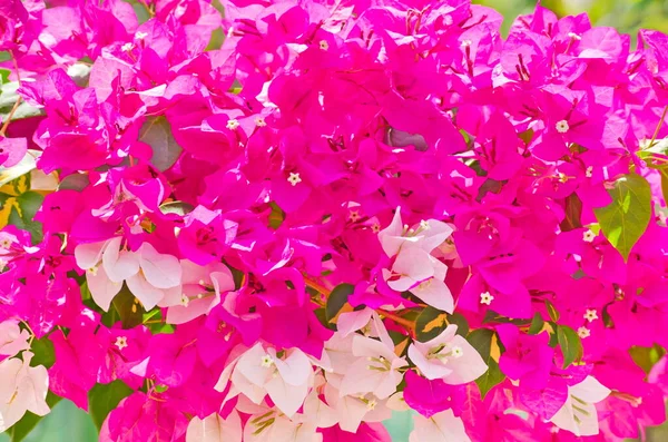 Teljes Képkeret Rózsaszín Fehér Bougainvillea Virág Csoport Növekszik Nyáron Nap — Stock Fotó