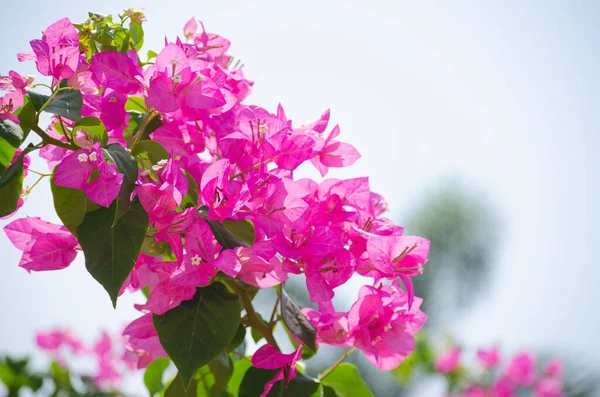 Flores Buganvílias Rosa Crescem Verão Durante Dia Jardim Casa — Fotografia de Stock