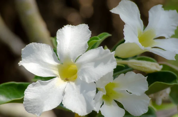 Close Tiro Flores Azálea Branco Fundo Macio — Fotografia de Stock