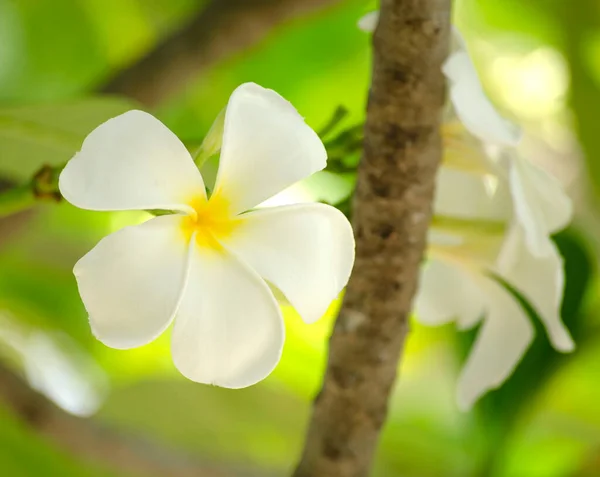 Yumuşak zemin üzerinde beyaz frangipani yakın çekim.