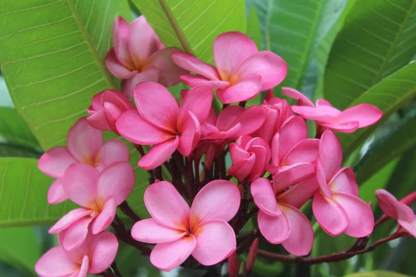 Beautiful Red Frangipani Flowers — Stock Photo, Image