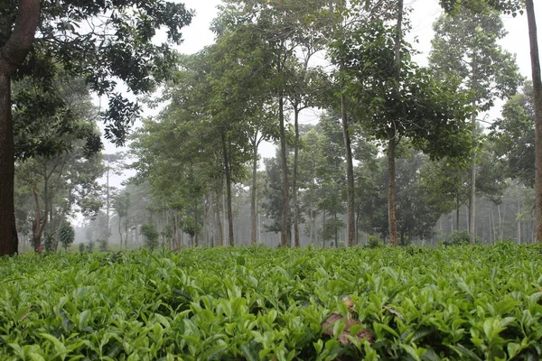 Kebun Teh Keren Jawa Barat — Stok Foto