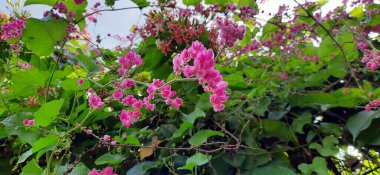 Arka bahçenin arkasındaki bitkiler. Endonezya 'daki süs bitkileri.