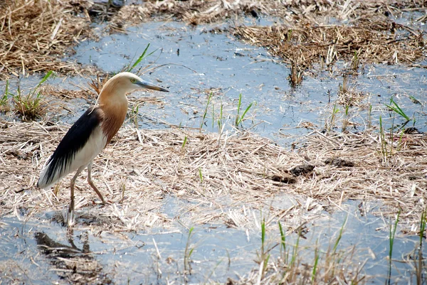 Jovem Egret caminhando no campo de arroz em busca de comida . — Fotografia de Stock
