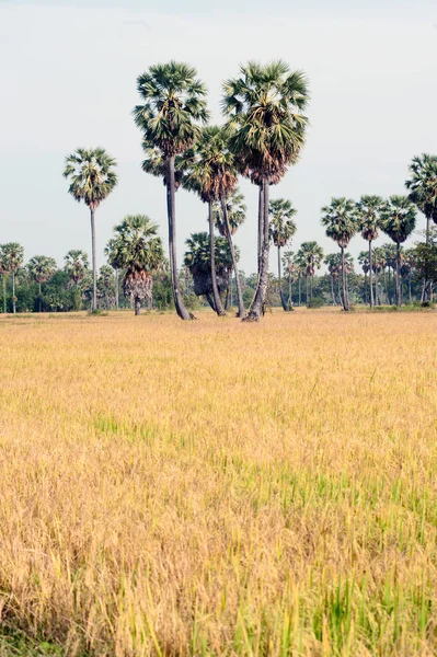 Thailand rice Field. — Stock Photo, Image