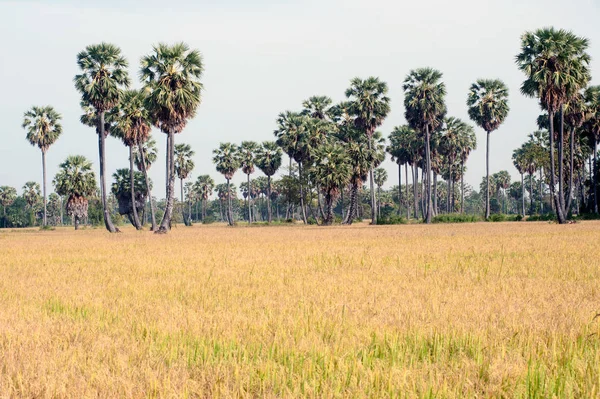 Thailand rice Field. — Stock Photo, Image