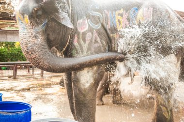 Filler kendilerini mutlu sprey su.