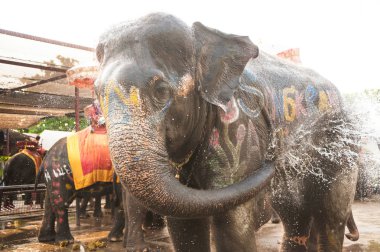 Filler kendilerini mutlu sprey su.