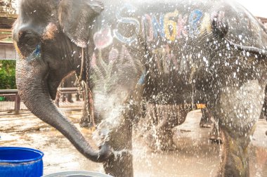 Filler kendilerini mutlu sprey su.