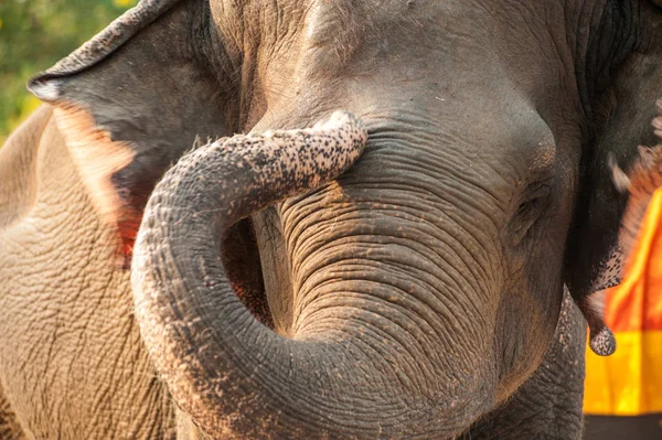 Imagem de perto de uma cabeça de elefante . — Fotografia de Stock