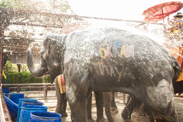 Elefanten besprühen sich mit Wasser. — Stockfoto