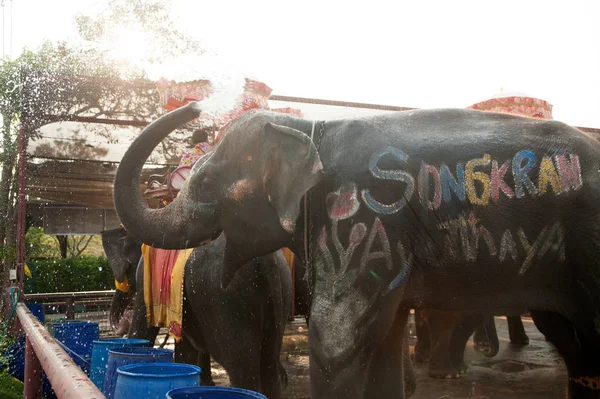 Elefantes pulverizam água sobre si mesmos alegremente . — Fotografia de Stock