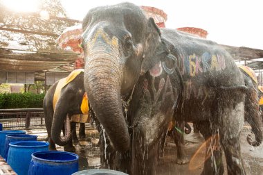 Filler kendilerini mutlu sprey su.