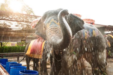 Filler kendilerini mutlu sprey su.