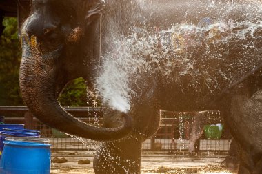 Filler kendilerini mutlu sprey su.