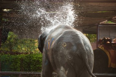 Filler kendilerini mutlu sprey su.