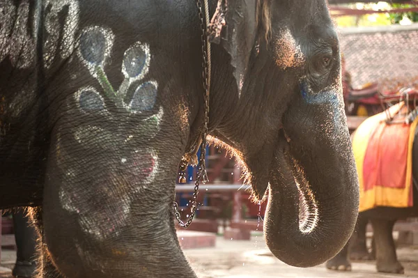 Closeup picture of an elephant head. — Stock Photo, Image