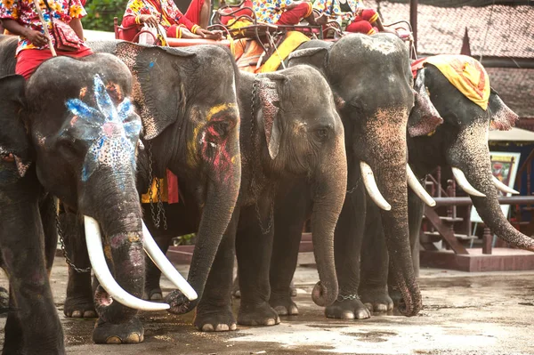 Row of elephants. — Stock Photo, Image