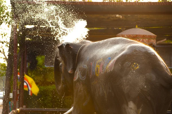 Elefantes pulverizam água sobre si mesmos alegremente . — Fotografia de Stock