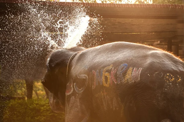 Elefantes pulverizam água sobre si mesmos alegremente . — Fotografia de Stock