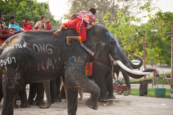 Mahout is rising on head of Elephant . — Stock Photo, Image