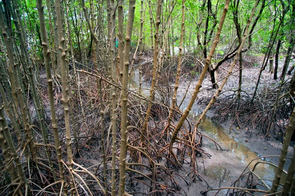 Mangrove forest near the sea in Thailand. — Stockfoto