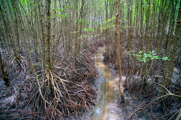 Mangrove forest near the sea in Thailand. — Stockfoto