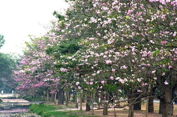 ต้นทรัมเป็ตสีชมพู . — ภาพถ่ายสต็อก