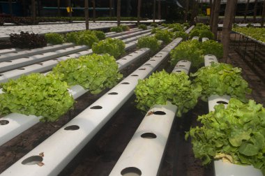 Suda grupta sera, Corofield, Tayland. 