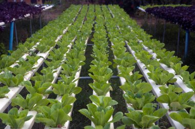 Suda grupta sera, Corofield, Tayland. 