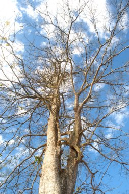 Çıplak ağaca büyük yayılma kış paddy bulutlu gökyüzü bir zemin olarak kuru ölü yaprakların.