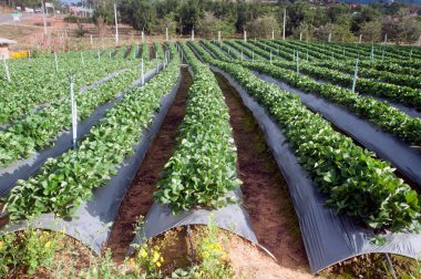 Çilek alan tarımsal Bahçe Tayland.