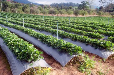 Çilek alan tarımsal Bahçe Tayland.