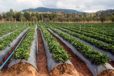 Çilek alan tarımsal Bahçe Tayland.