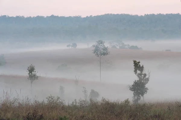 Parque Nacional Tungsalanglung en Tailandia  . —  Fotos de Stock