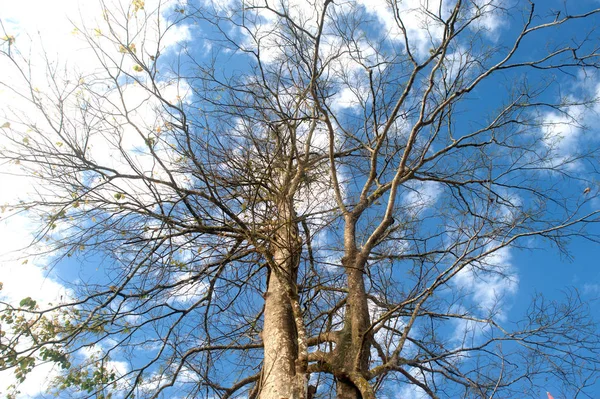 Kahler Baum riesige Zersiedelung von trockenen abgestorbenen Blättern im Winterreisig bewölkten Himmel als Hintergrund. — Stockfoto