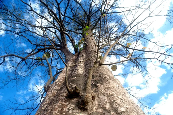 Árvore nua enorme expansão de folhas secas mortas no céu nublado de inverno como pano de fundo . — Fotografia de Stock