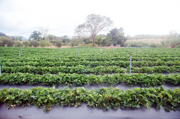 Erdbeerfeld landwirtschaftlicher Garten in Thailand. — Stockfoto