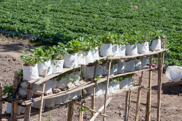 Strawberry field agricultural garden in Thailand. — Stock Photo, Image